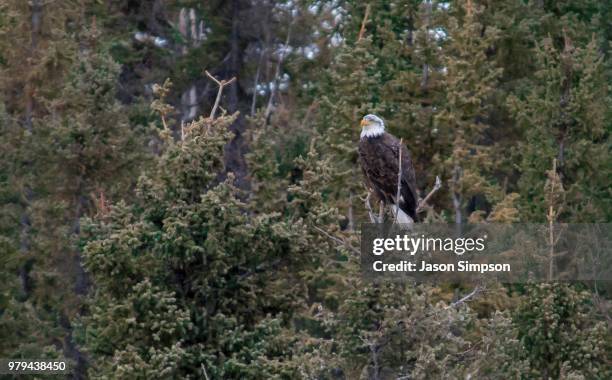 Higher Perch High Perch Photos and Premium High Res Pictures - Getty Images