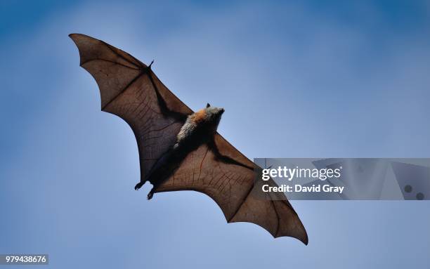 bat flying against blue sky, canberra, australia - fladdermus bildbanksfoton och bilder