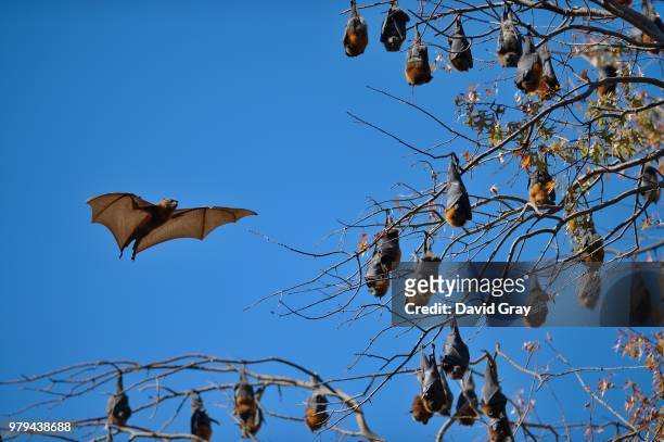 view of bats, canberra, australia - bats flying ストックフォトと画像