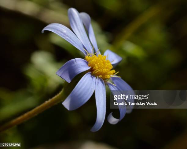 lilac daisy in sunlight - vucic stock pictures, royalty-free photos & images