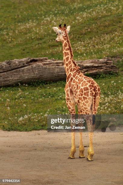 back of giraffe in zoo, prague, czech republic - prague zoo stock pictures, royalty-free photos & images