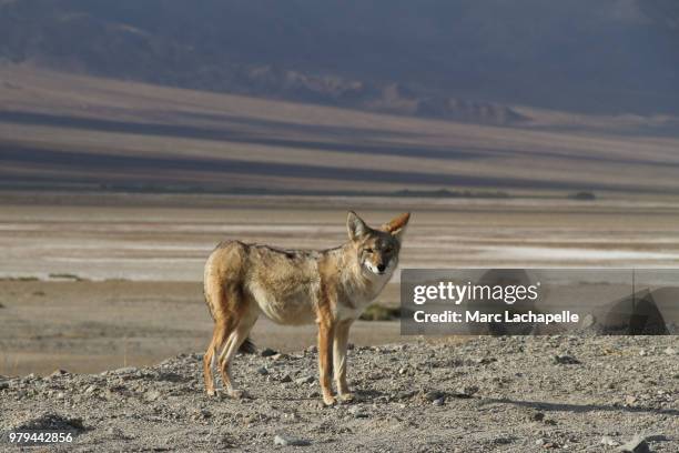 coyote (canis latrans) in death valley national park, california, usa - coyote stockfoto's en -beelden