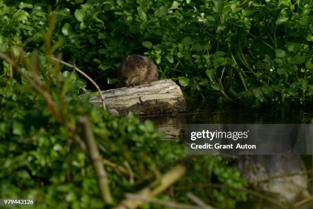 european water vole (arvicola amphibius) sitting on log on river anton, hampshire, england, uk - arvicola stock pictures, royalty-free photos & images