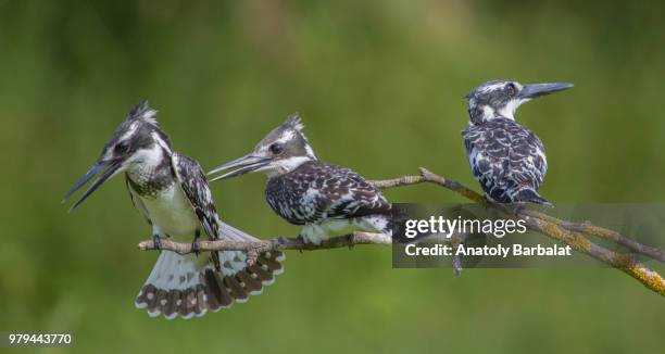 mischievous little family - pied kingfisher ceryle rudis stock pictures, royalty-free photos & images