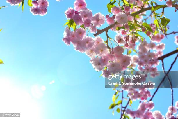 sakurasakura - ogawa stock pictures, royalty-free photos & images