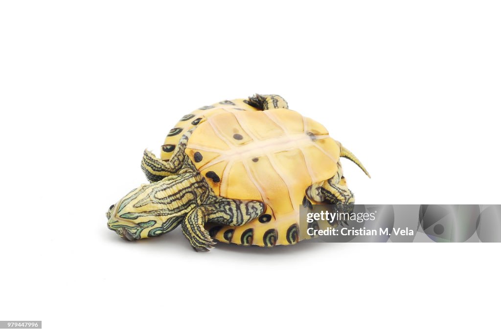 Upside down turtle