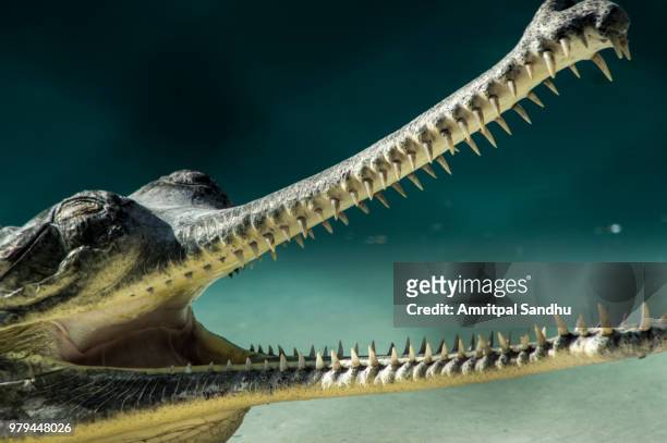 crocodile - indian gharial stock pictures, royalty-free photos & images