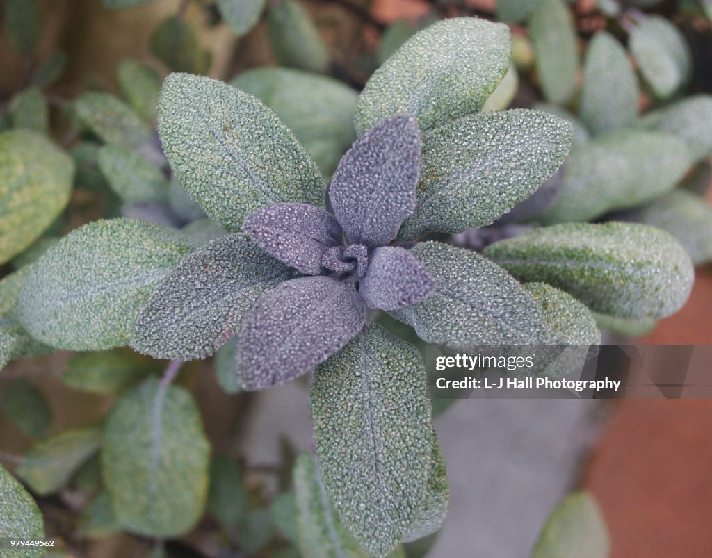 Close-up of sage plant