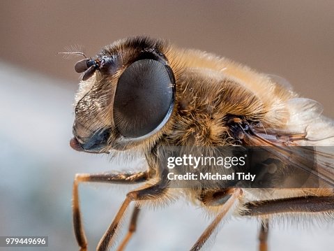 Hoverfly Hoverfly