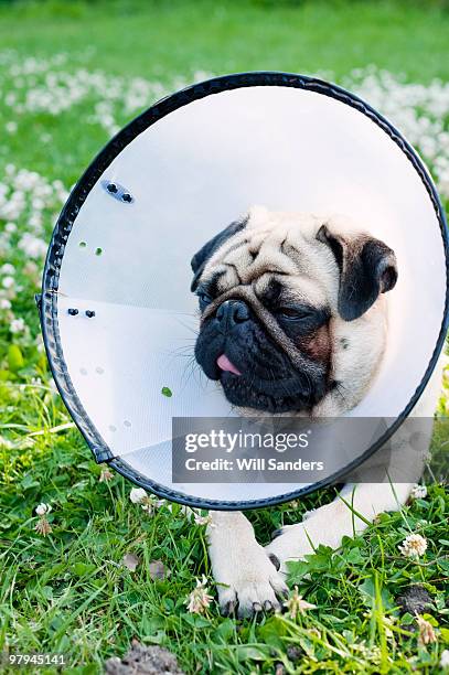 close up of pug wearing a protective collar - hondenkraag stockfoto's en -beelden