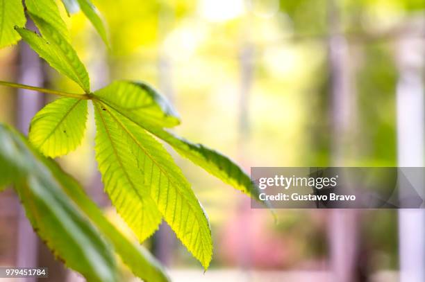 hoja - picture of a buckeye tree - fotografias e filmes do acervo