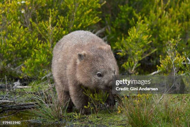 wombat - wombat fotografías e imágenes de stock