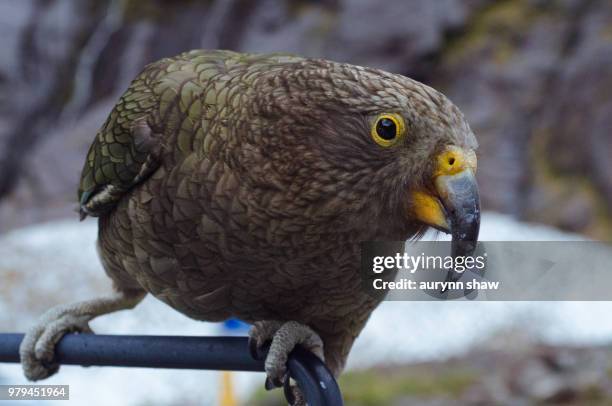 kea on the van - kearton stock-fotos und bilder