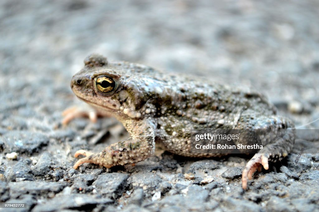 Mr. Frog