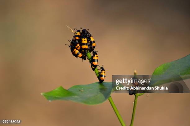 the insect-flower - abhinandan 個照片及圖片檔