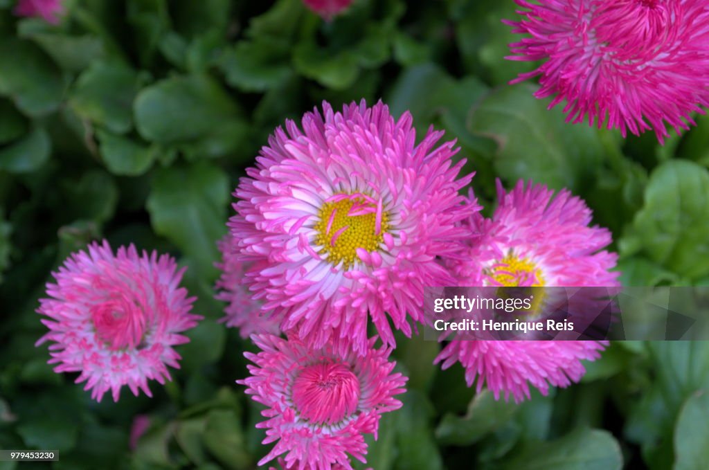 Flowers on Margaret Island