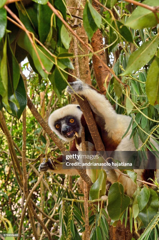 Portrait of Coquerels sifaka (Propithecus coquereli) sitting on tree, Madagascar
