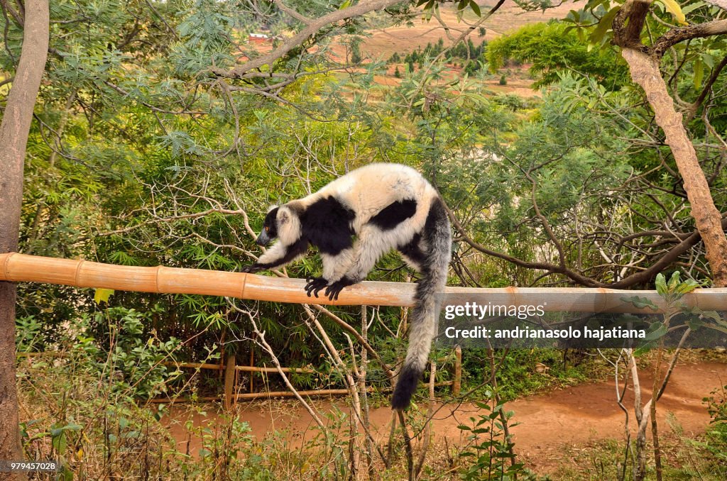 Dancing lemur