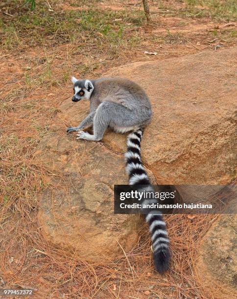 maki from madagascar or the lemur catta - ring tailed lemur stock pictures, royalty-free photos & images