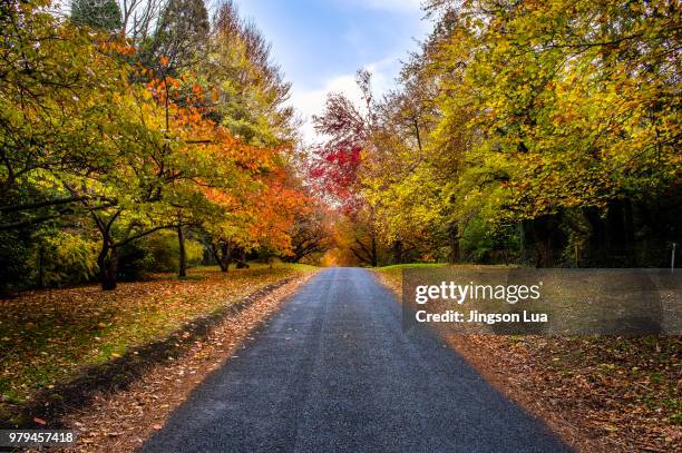 autumn leaves - lua stock pictures, royalty-free photos & images