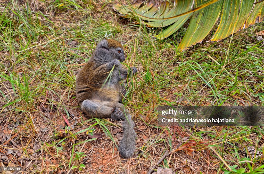 Little lemur eating grass
