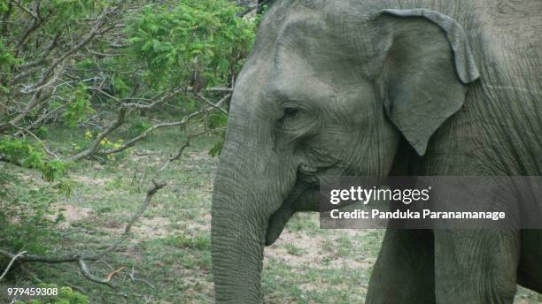 sri lankan elephant - sri lankan elephant stock pictures, royalty-free photos & images