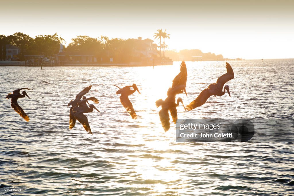 Brown Pelicans, Tampa Bay, Saint Petersburg, Florida