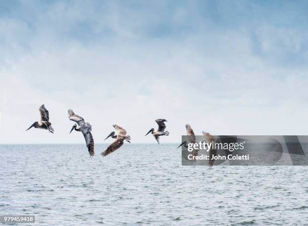 brown pelicans, tampa bay, saint petersburg, florida - brown pelican stock pictures, royalty-free photos & images