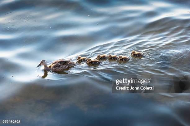 florida mottled ducks, tampa bay, saint petersburg, florida - duckling stock-fotos und bilder