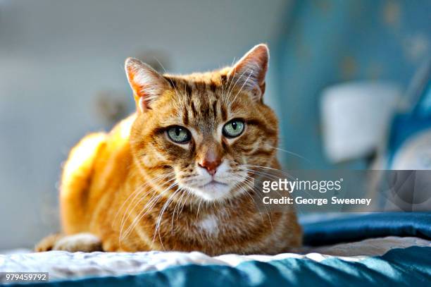 ginger cat lying down on bed against blurry background - cat lying down stock pictures, royalty-free photos & images