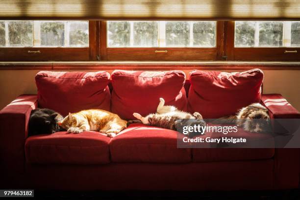 four cats sleeping on sofa - grupo pequeno de animais - fotografias e filmes do acervo