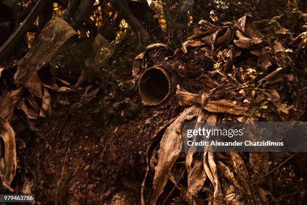 nature and man - ascomycete stock pictures, royalty-free photos & images