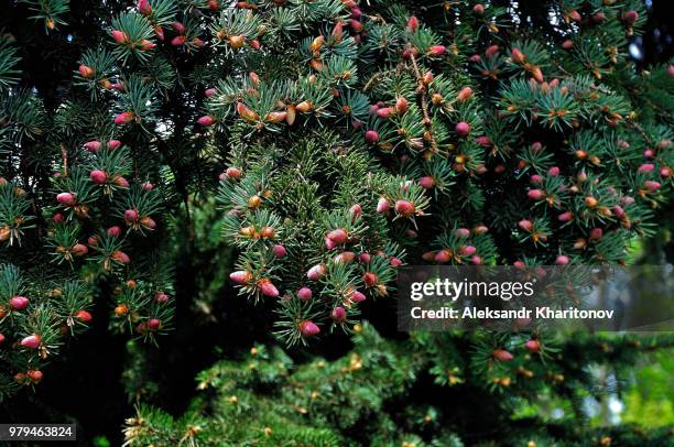 red pine cones - red pine stock pictures, royalty-free photos & images