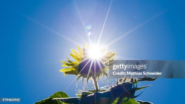 sonnenblume - sonnenblume foto e immagini stock