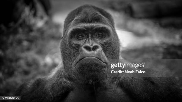 gorilla - silverback gorilla stock pictures, royalty-free photos & images