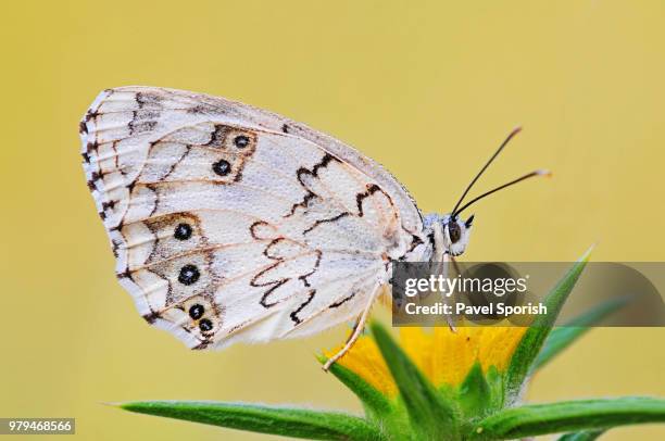 melanargia tite titania calberla - titania stock pictures, royalty-free photos & images