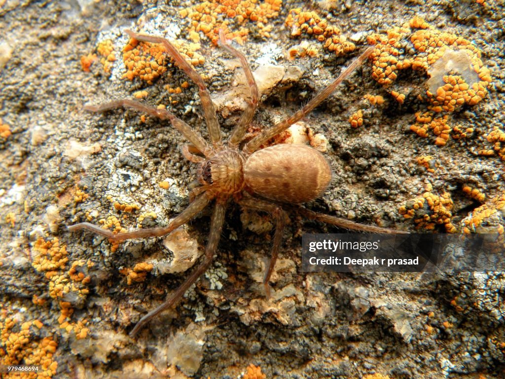 Wall Crab Spider (Selenops radiatus), Savandurga, Karnataka, India