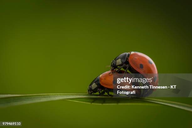 Ladybugs Mating 283 Ladybug Reproduction Stock Photos, High-Res Pictures, and Images ...