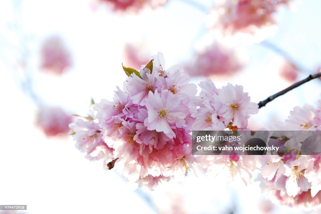 The Spring Is Back High-Res Stock Photo - Getty Images