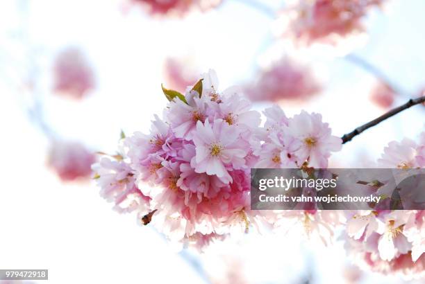 the spring is back - vahn stock pictures, royalty-free photos & images