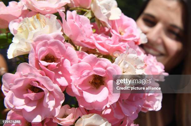 June 2018, Germany, Baden-Baden: A visitor takes a look at a light pink Floribunda rose with the name 'Roselina' at the rose novelty garden at the...