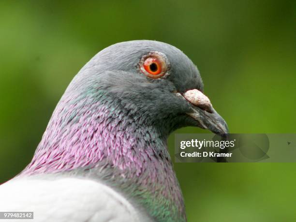 pidgeon portrait - columbiformes stock pictures, royalty-free photos & images