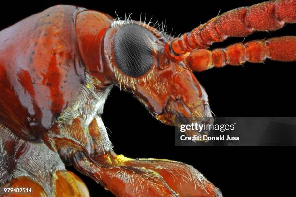 the red devil - leaf beetle stock pictures, royalty-free photos & images