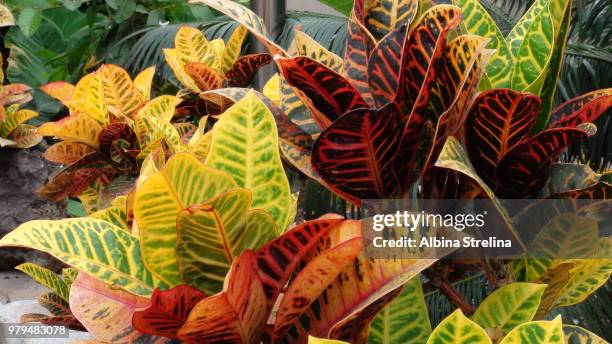 colors - croton plant bildbanksfoton och bilder