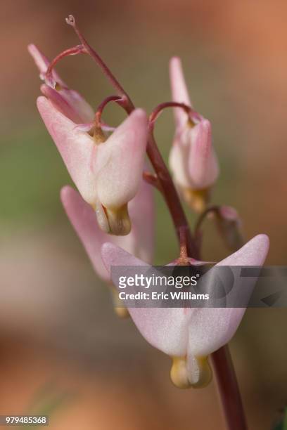 dicentra cucullaria (dutchmans breeches) - breeches stock-fotos und bilder