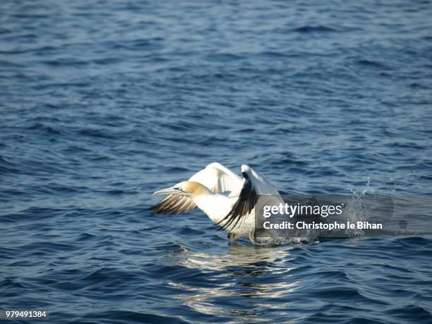 fou de bassan en baie de douarnenez - fou stock pictures, royalty-free photos & images