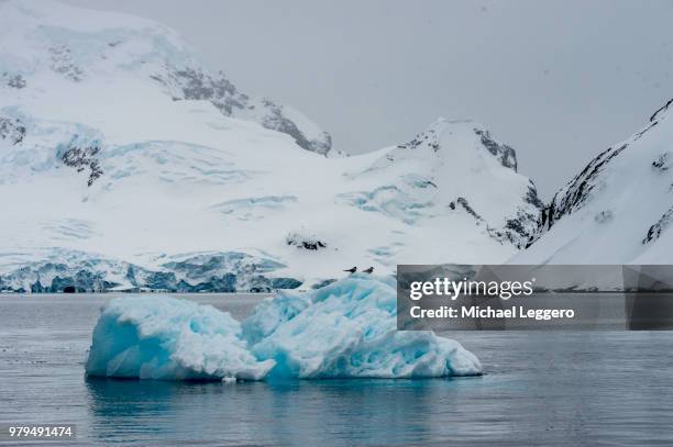 antarctic tern - half moon island stock pictures, royalty-free photos & images