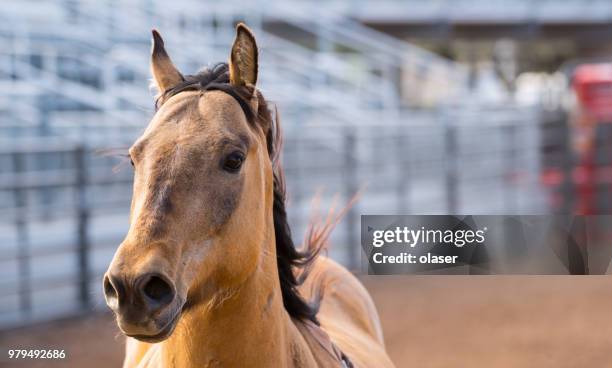 rodeo cowboy horse post cowboy falling off - post horse stock pictures, royalty-free photos & images