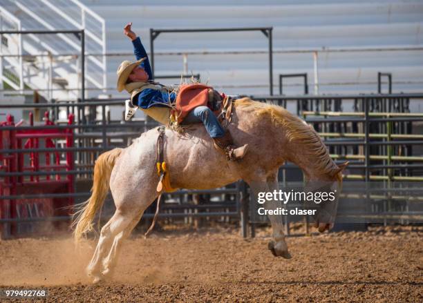 rodeo cowboy und wildpferd - wildunfall stock-fotos und bilder