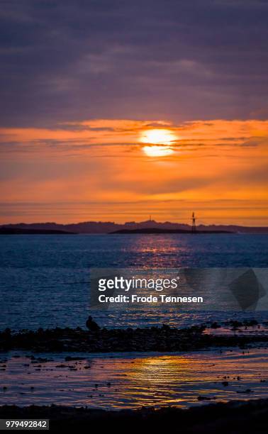 flock of ducks by sea during sunset, haugesund, norway - frode stock pictures, royalty-free photos & images